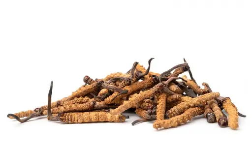 Cordyceps Sinensis