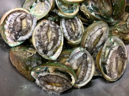 活鮑魚