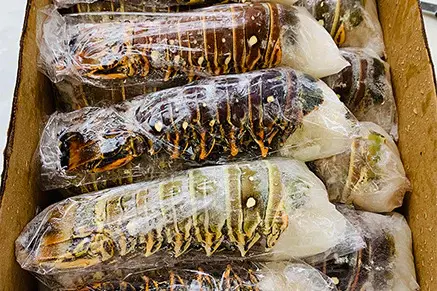 Frozen Lobster Tails 
