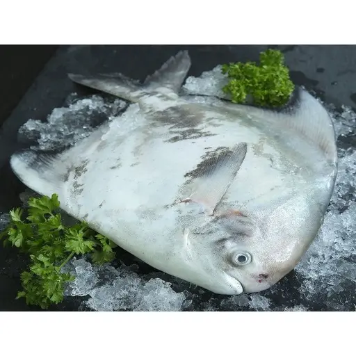 Chinese Pomfret