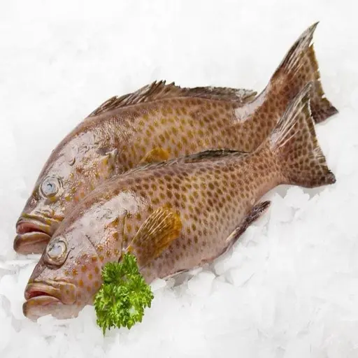  Grouper