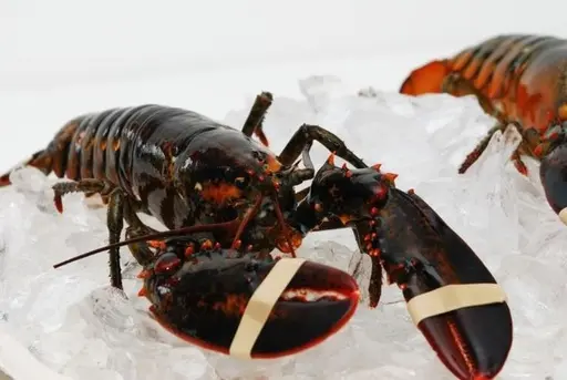 Live Lobster
