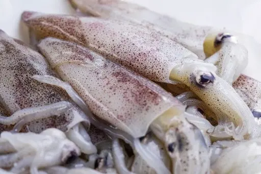 Fresh Squid