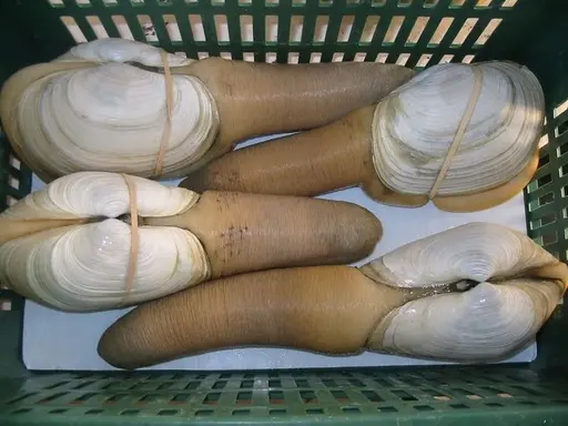 Geoduck Clam