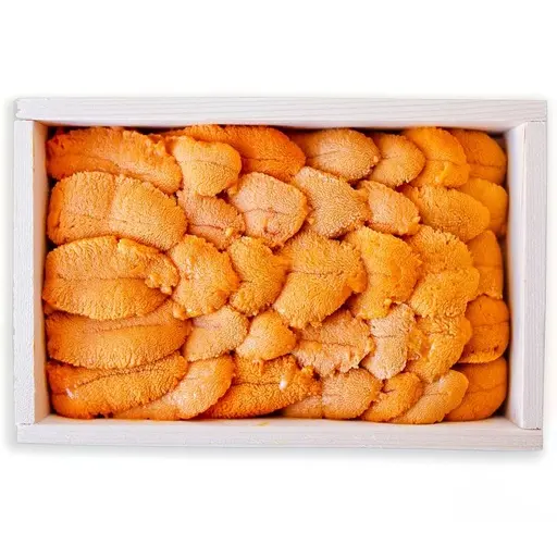 Sea Urchin