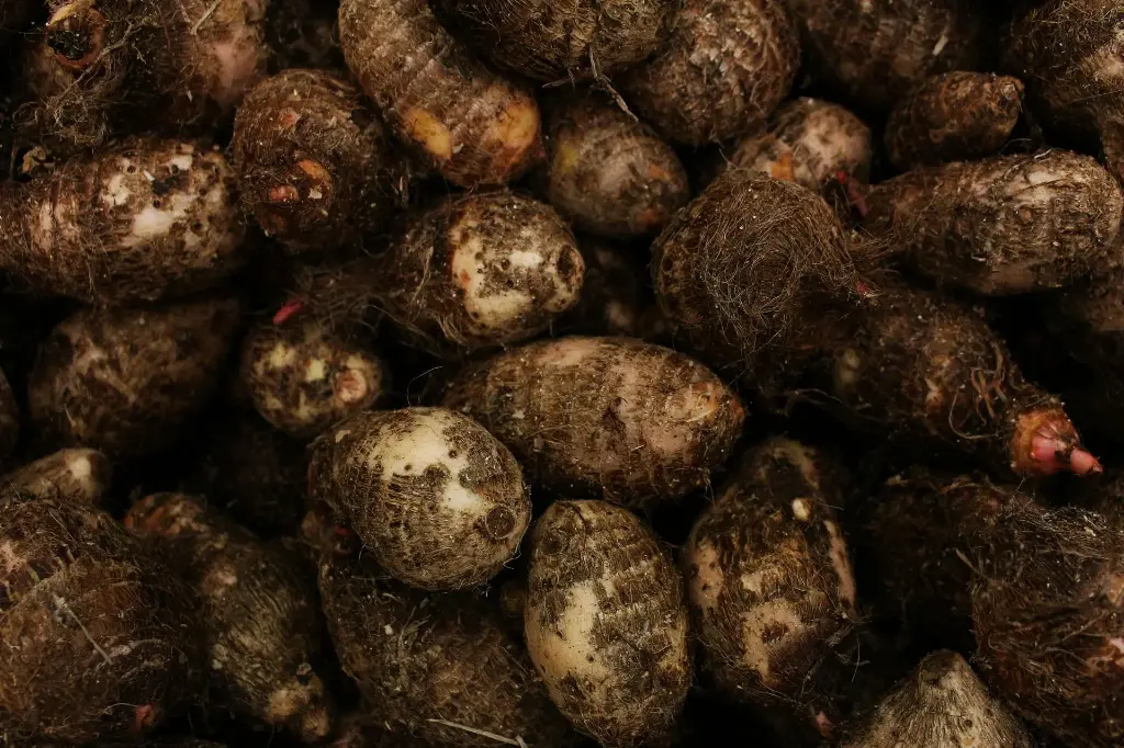  Local Taro Root 