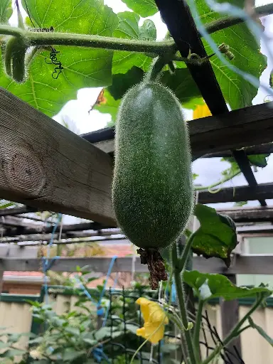 Winter Melon