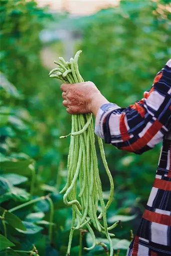 Yardlong Beans
