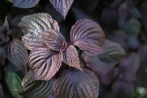 Perilla Leaf (Shiso)