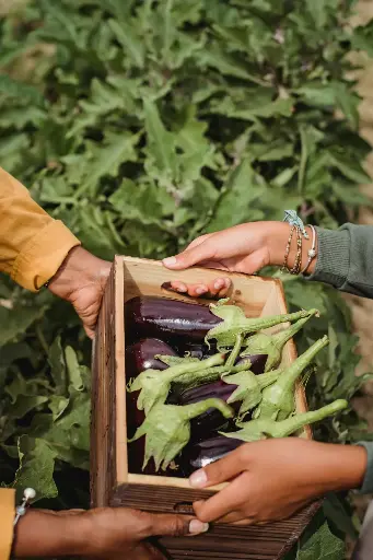 Chinese Eggplant