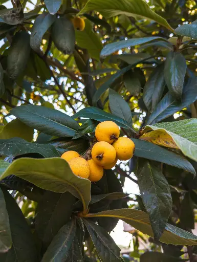  Loquat