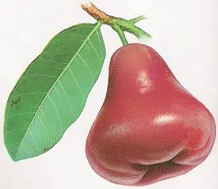 Chinese Wax Apple (Java Apple) 